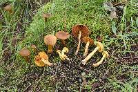 Cortinarius thiersii image