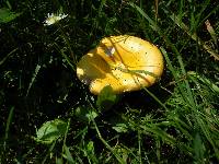 Russula lutea image