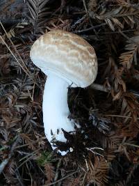 Agaricus hondensis image