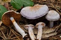 Cortinarius alboviolaceus image