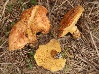 Suillus caerulescens image