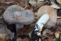 Entoloma subsaundersii image