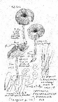 Leptonia foliocontusa var. discolor image