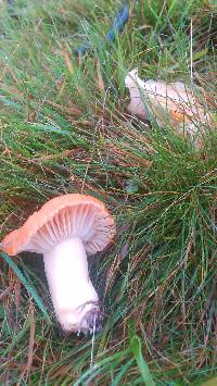 Cuphophyllus pratensis image