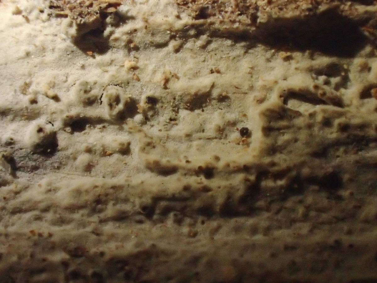Aphanobasidium pseudotsugae image