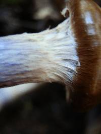 Cortinarius vanduzerensis image