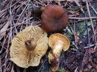Tricholomopsis rutilans image