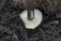 Lactarius fallax image