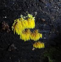 Mucronella flava image