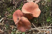 Lactarius camphoratus image