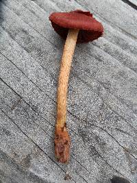 Cortinarius smithii image