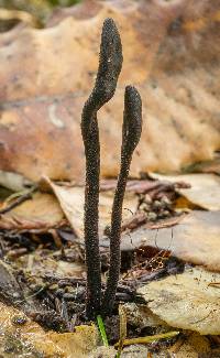 Geoglossum umbratile image