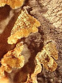 Hydnoporia tabacina image