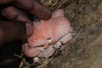 Pleurotus djamor image