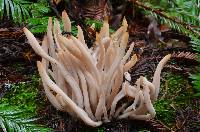 Clavaria fumosa image