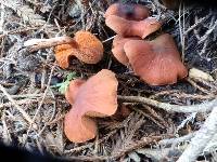 Cortinarius smithii image