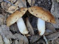 Russula fragrantissima image