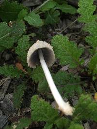 Coprinellus flocculosus image