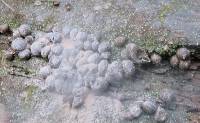 Lycogala epidendrum image