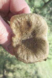 Russula pulverulenta image