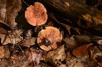 Lactarius oculatus image