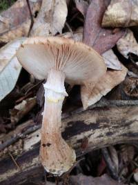 Armillaria sinapina image