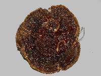 Ganoderma sessile image