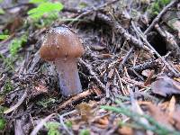 Cortinarius vanduzerensis image