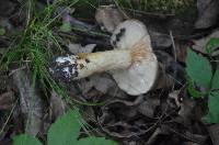 Lactarius imperceptus image