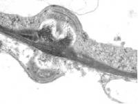 Aphelaria tuberosa image