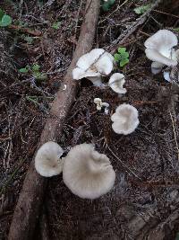 Pleurotus pulmonarius image