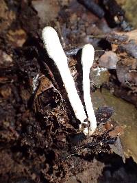 Cordyceps cylindrica image