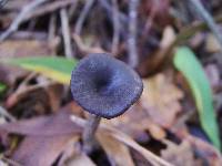 Pseudoclitocybe cyathiformis image