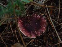 Russula sardonia image