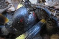 Hygrocybe nigrescens image