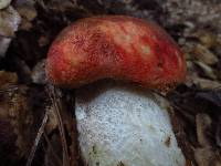 Leccinum manzanitae image