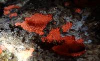 Arcyria ferruginea image