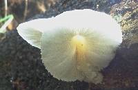 Leucocoprinus cretaceus image