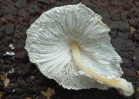 Leucocoprinus cretaceus image