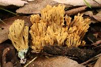 Ramaria abietina image