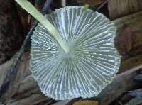 Leucocoprinus fragilissimus image