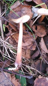 Rhodocollybia butyracea image