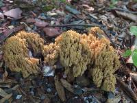 Ramaria fennica var. griseolilacina image