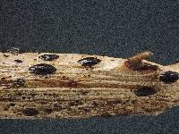 Lophodermium rubicola image
