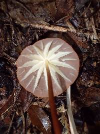 Marasmius rhabarbarinus image