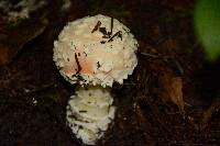 Amanita aprica image