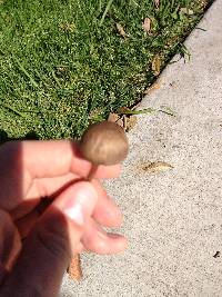 Panaeolus cinctulus image