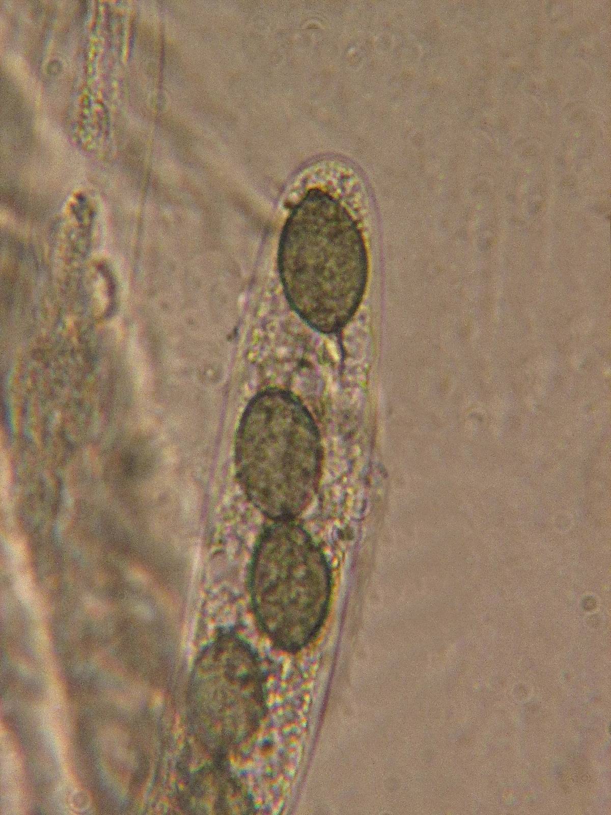 Schizothecium hispidulum image