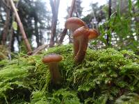 Armillaria solidipes image