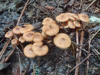 Armillaria solidipes image